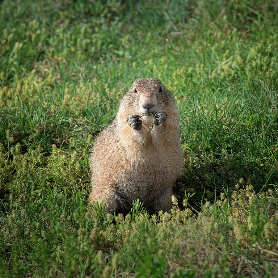 Prairie Dog Photograph by Joan Carroll