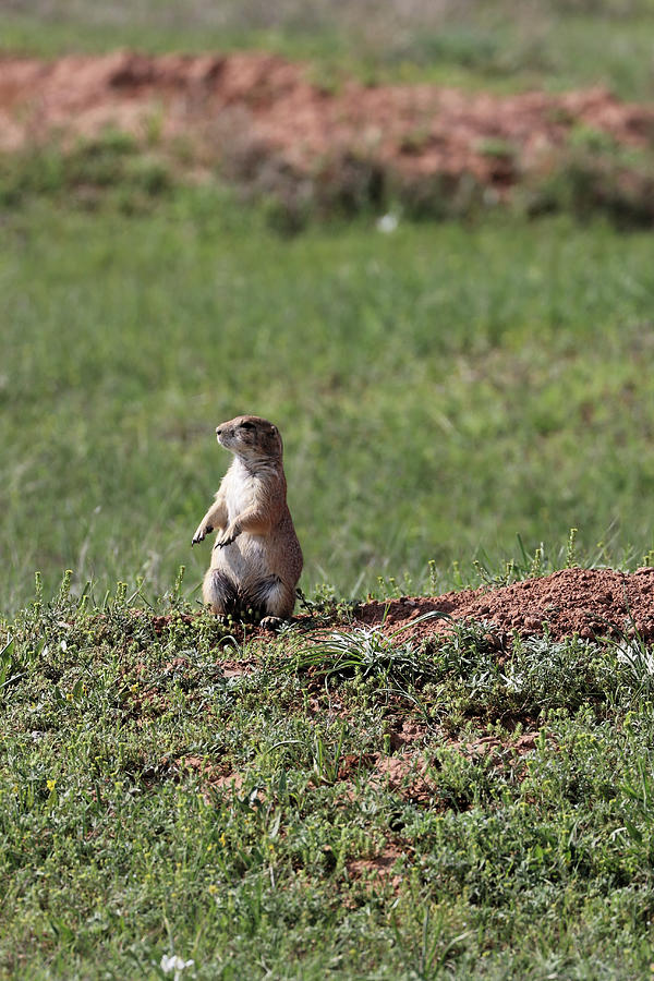 Prairie Dog Lookout Photograph by Doolittle Photography and Art