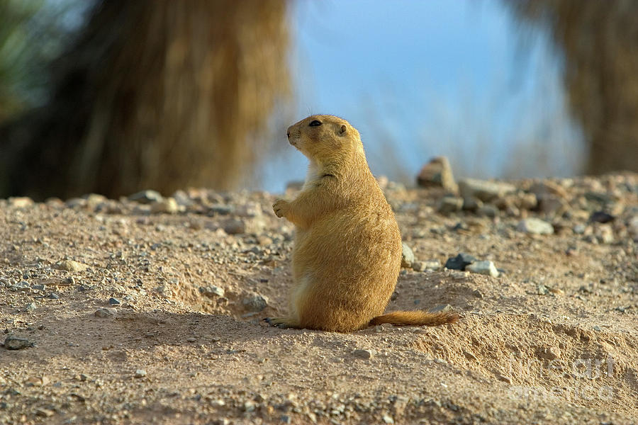 Prairie Dog On Watch In The Sonoran Desert Photograph By Damian Davies