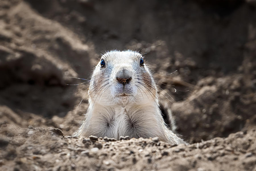 Prairie Dog Photograph by Siyu And Wei Photography