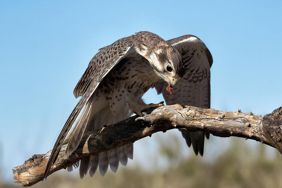 Prairie Falcon Photograph by Kathleen Bishop