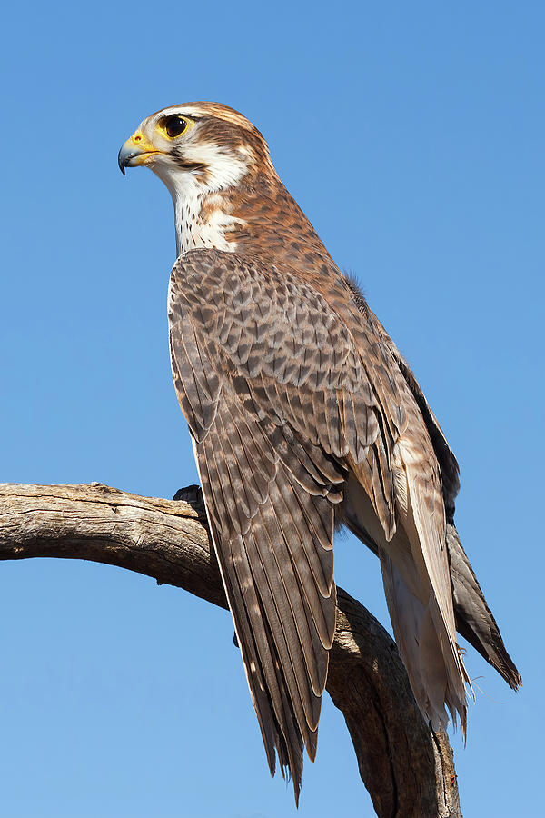 Prairie Falcon Portrait Photograph by Kathleen Bishop