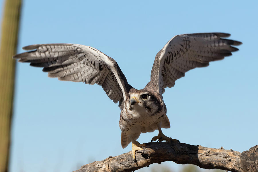 Prairie Falcon Takes Flight Photograph by Kathleen Bishop