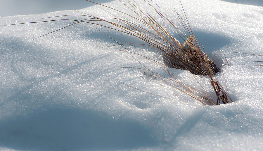 Winter Photograph - Prairie Grass in Snow by Phil And Karen Rispin