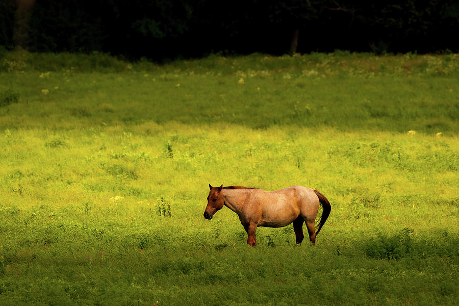 Prairie Horse Photograph by Jeff Phillippi