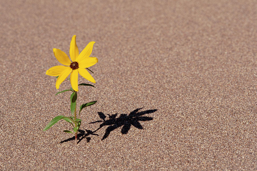 Prairie Sunflower  Helianthus Photograph by Nhpa