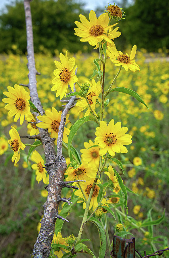 Sunflowers in the Hill Country Photograph by Lynn Bauer