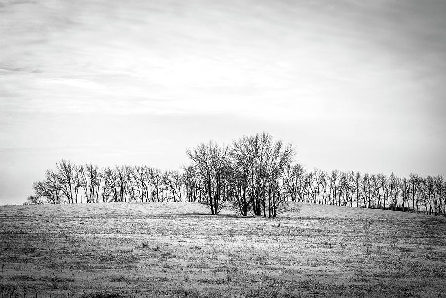 Prairie Tree Line Black and White Photograph by Steve Lucas