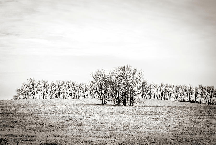 Prairie Tree Line Brown Tone Photograph by Steve Lucas