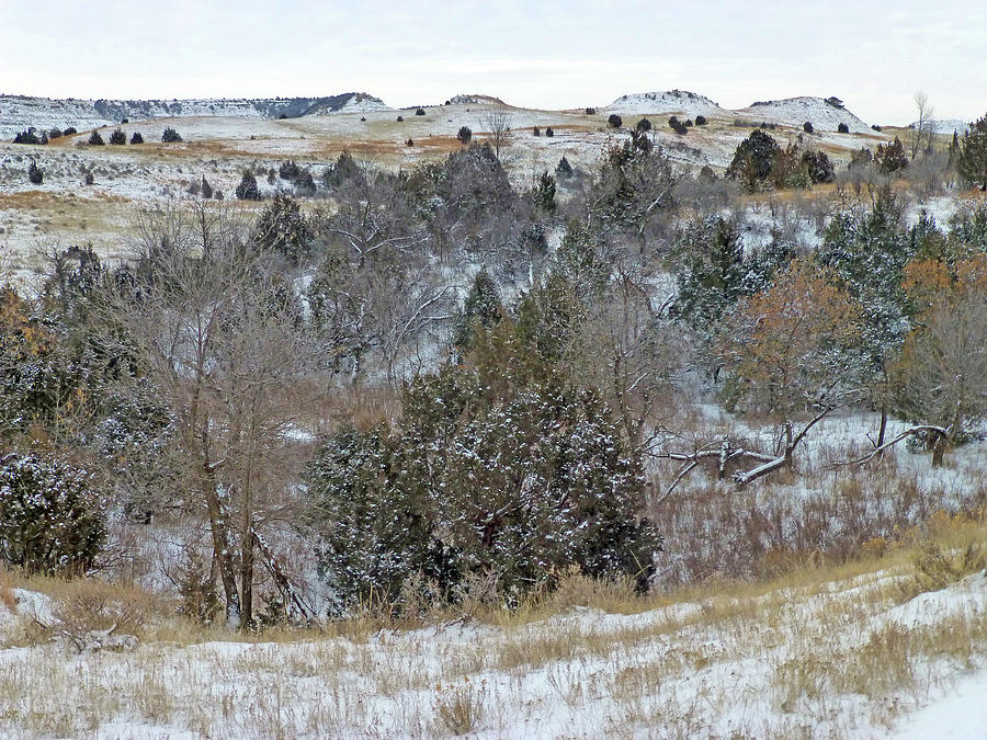 Prairie Tree Reverie Photograph by Cris Fulton