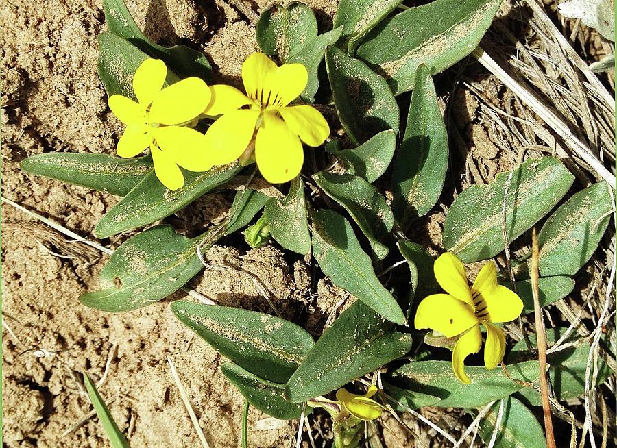 Prairie Violet - Wyoming Wildflower Photograph