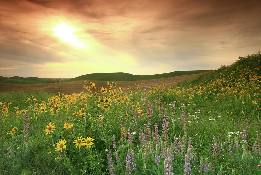 Prairie Wildflowers On The Great Plains Photograph by Imaginegolf
