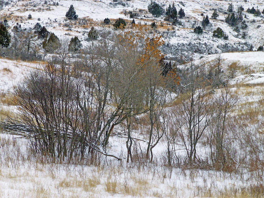 Prairie Winter Reverie Photograph by Cris Fulton