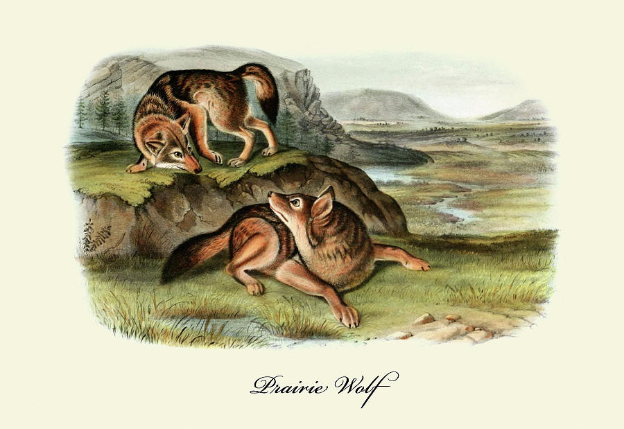 Prairie Wolf Painting by John Joseph Audubon Prairie Wolf Painting by John Joseph Audubon