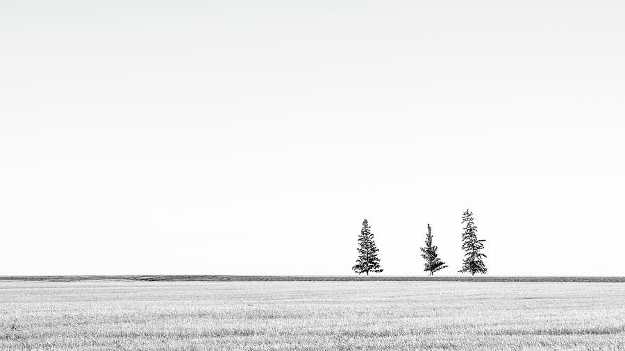 Prairie Woodland Photograph by Hamish Mitchell