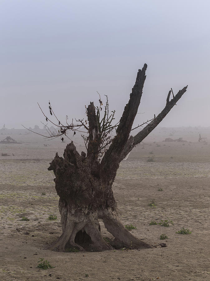 Prayer of the Ent by Davor Zerjav Prayer of the Ent by Davor Zerjav