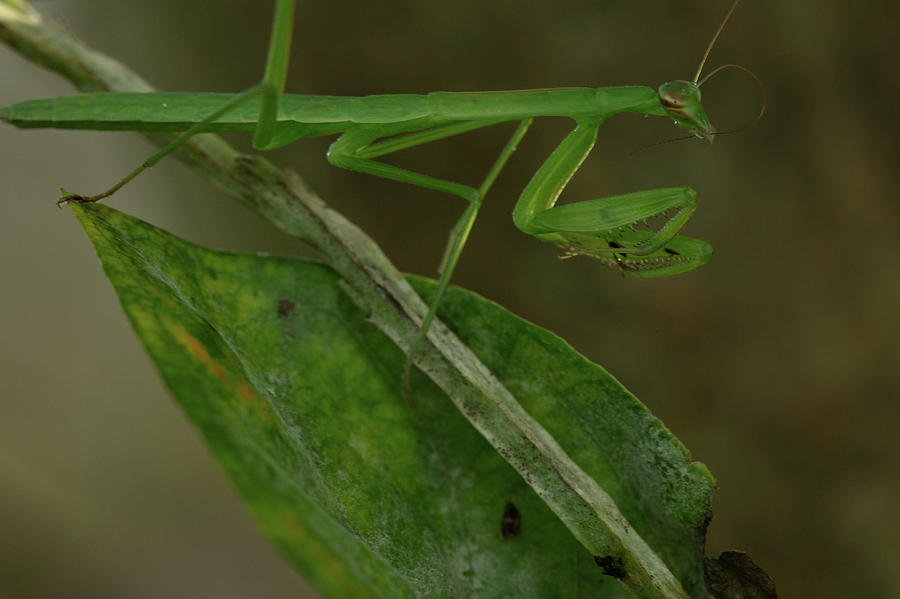 Praying Mantis Photograph by Angela Harrison - Fine Art America