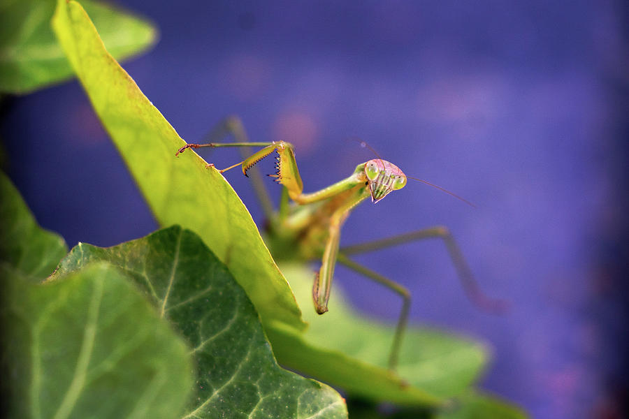 Praying Mantis At The White House Photograph by The Washington Post