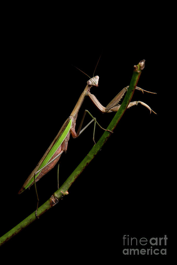 Praying Mantis Photograph by Diane Diederich