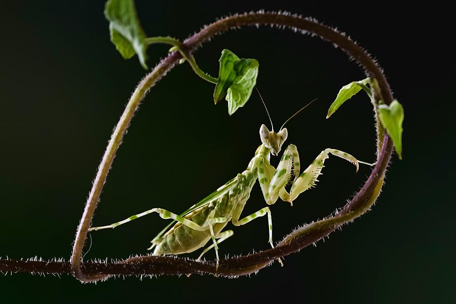 Nature Photograph - Praying Mantis In Action by Wahyu Winda