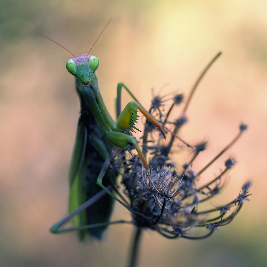 Praying Photograph - Praying Mantis by Jimmy Hoffman