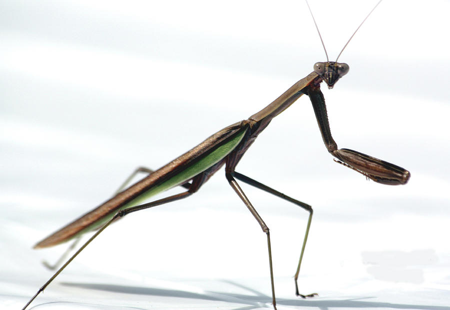 Insects Mixed Media - Praying Mantis by Karen Williams