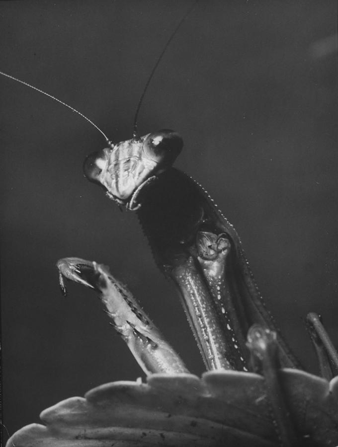 Insects Photograph - Praying Mantis by Margaret Bourke-White
