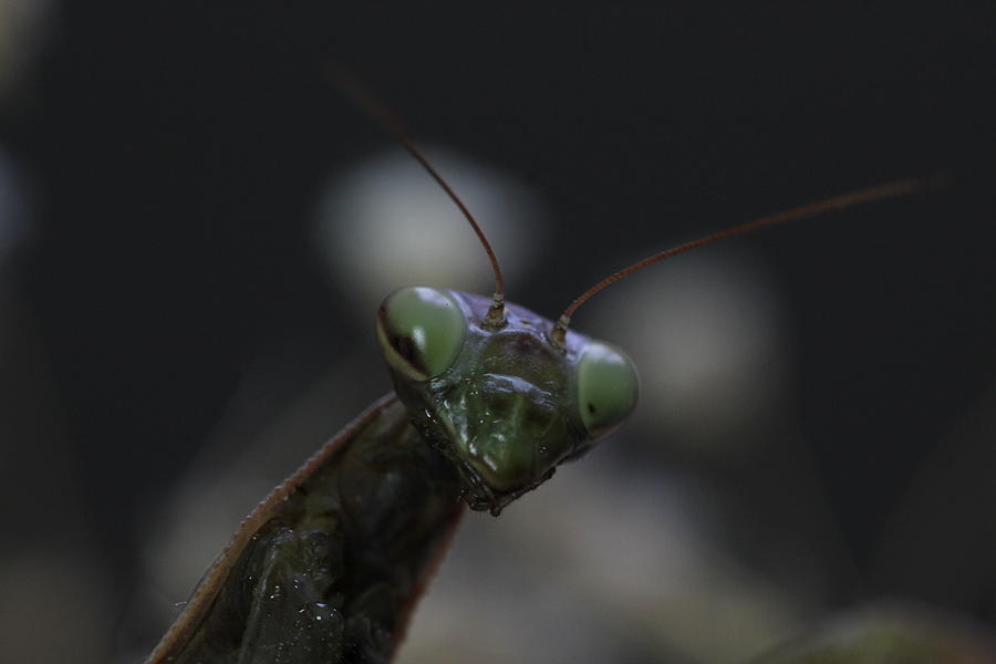 Praying mantis Photograph by Martin Smith