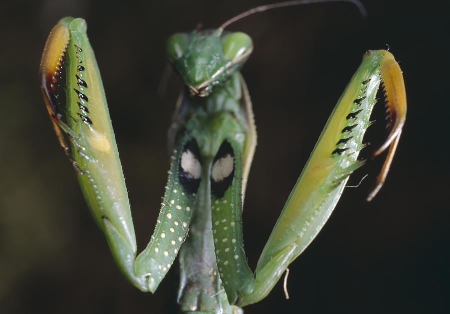 Praying Mantis Photograph by Nhpa