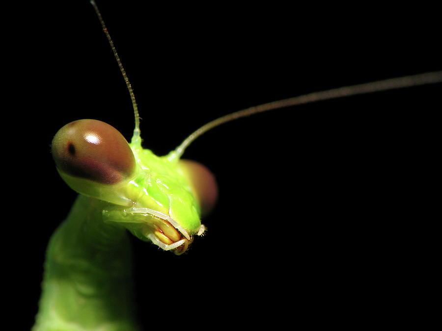 Praying Mantis Portrait Photograph by Joseph Connors