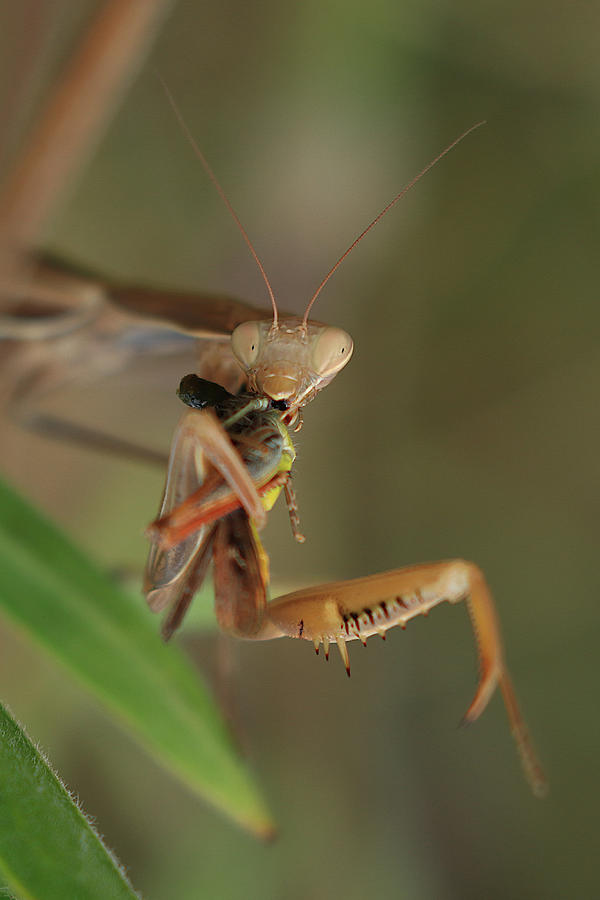 Nature Photograph - Praying Mantis by Simun Ascic