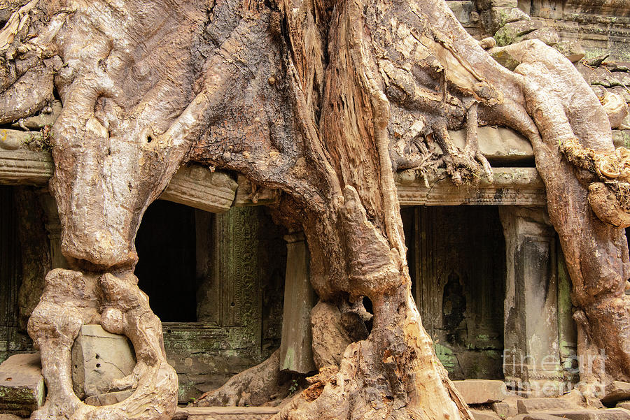  Preah Khan Temple under the Silk-Cotton Tree Roots  Photograph by Bob Phillips