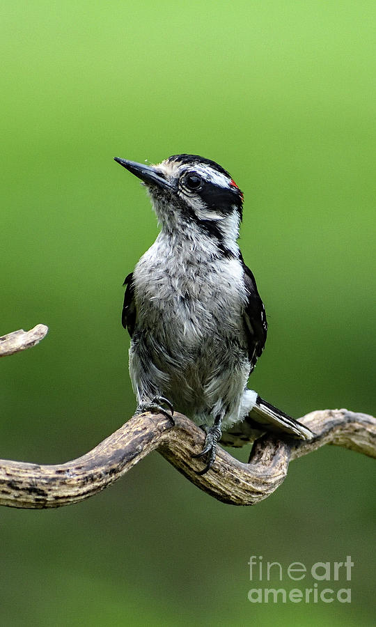 Precious Downy Woodpecker by Cindy Treger Precious Downy Woodpecker by Cindy Treger