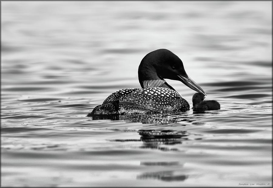 Precious Loon Chick in Black and White Photograph by Sandra Huston
