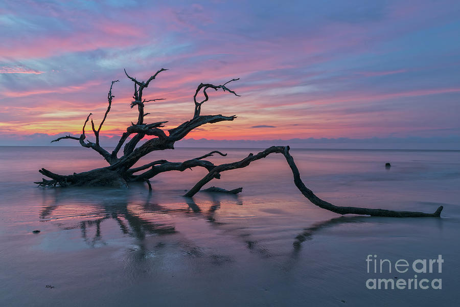 Precious Moment at Driftwood Beach Photograph by DB Hayes