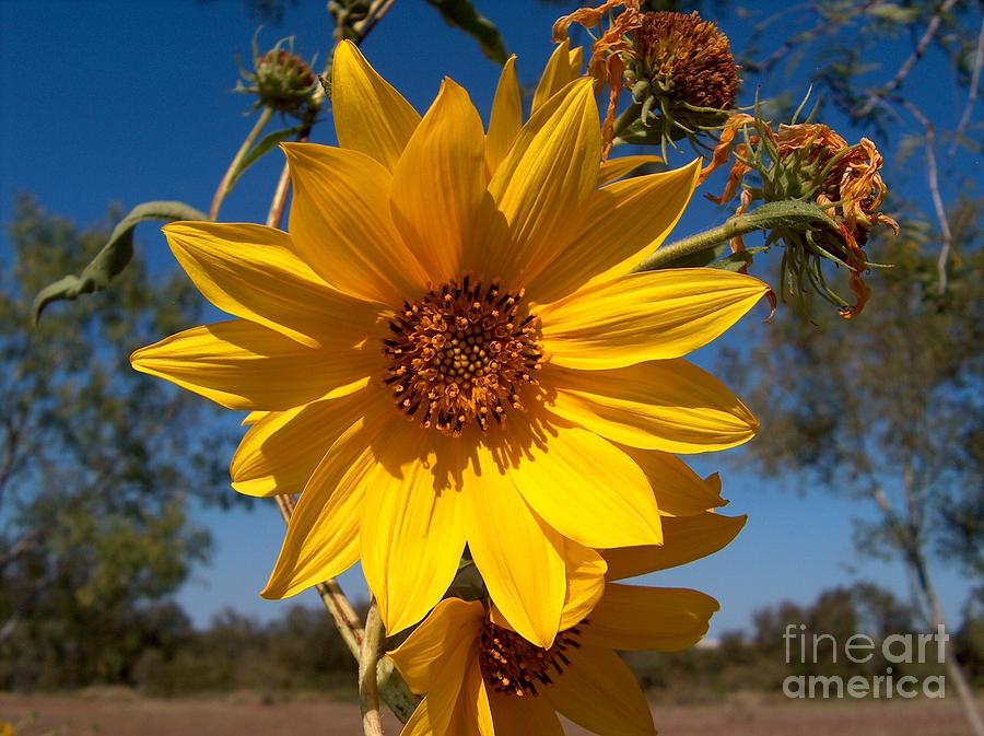 Precious Single Wild Maximilian Sunflower Photograph by Joney Jackson ...