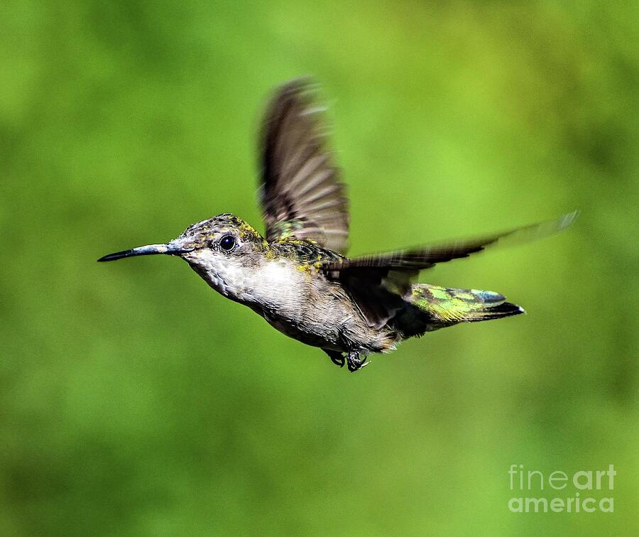 Precision Flyers - Ruby-throated Hummingbird Photograph