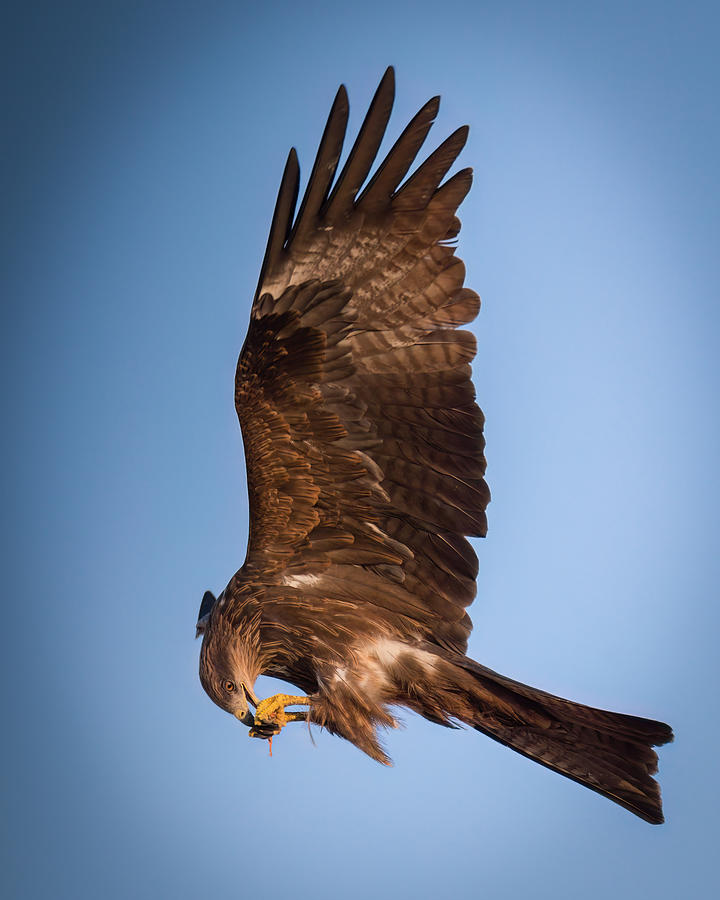Bird Photograph - Predator In The Air .. by Ahmed Zaeitar