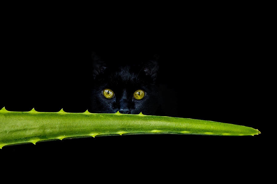 Cat Photograph - Predator In The Dark by Valentin Simeonov