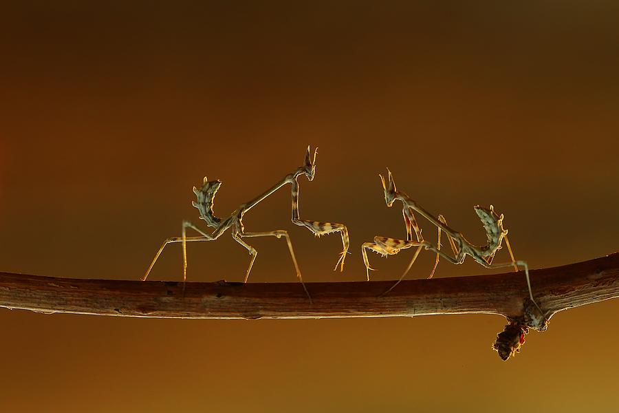 Predator Mantis Photograph by Parpali0800