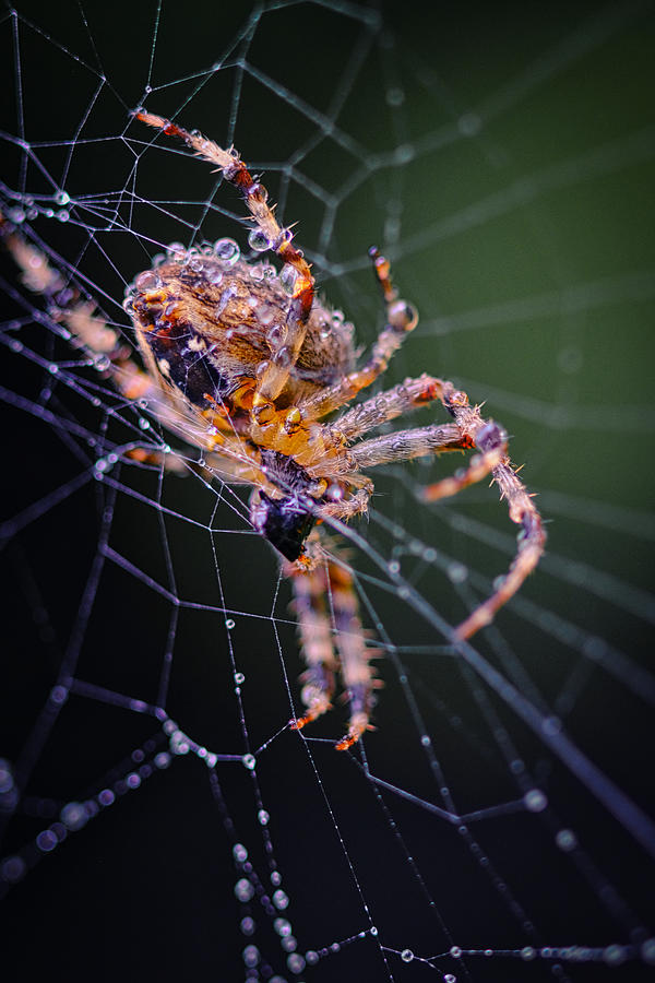 Spider Photograph - Predator by Peter Davidson