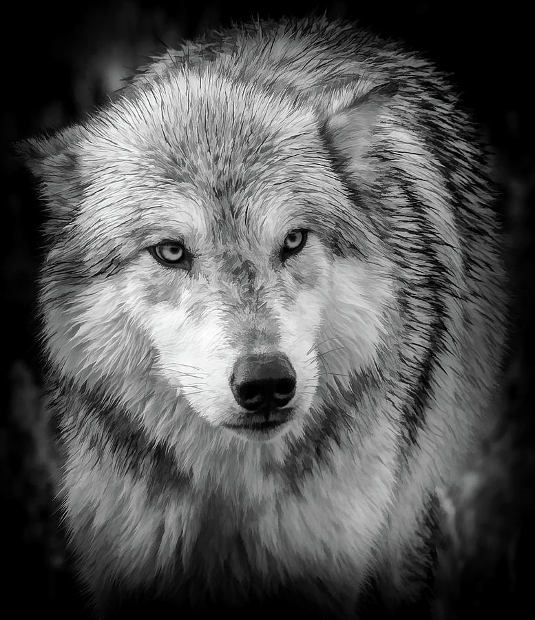 Predator Wolf II Photograph by Athena Mckinzie - Fine Art America