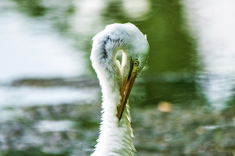Egret Photograph - Preening Great Egret by Mary Ann Artz