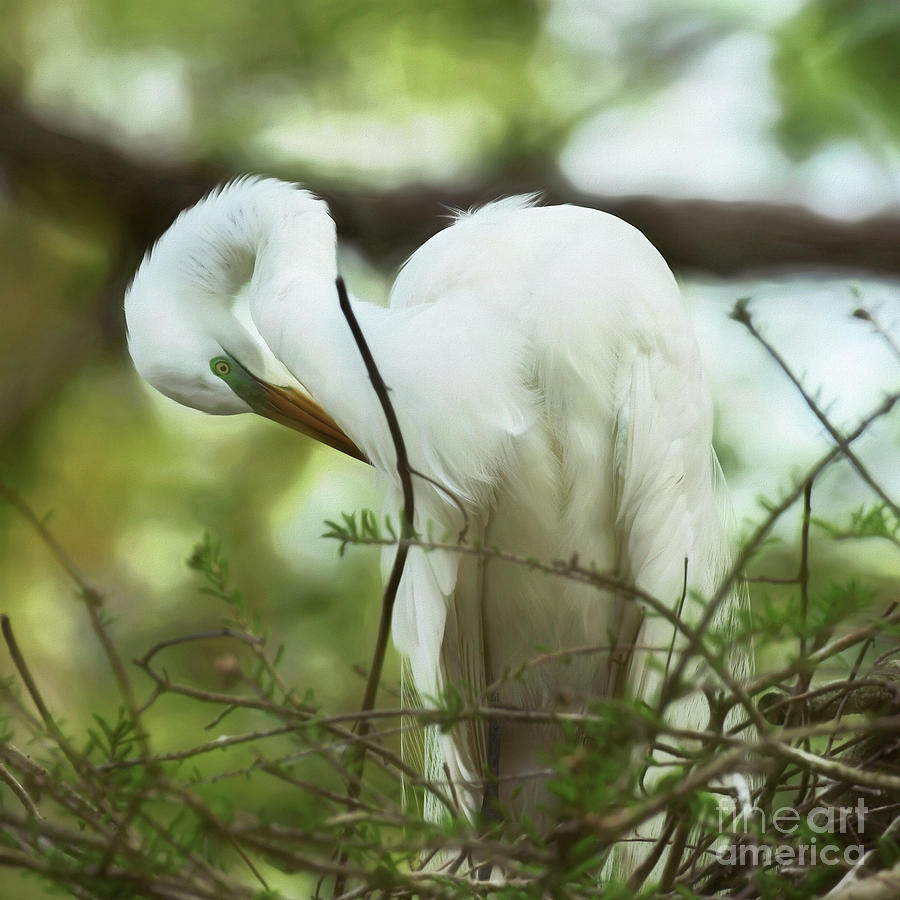 Preening In The Shade Photograph by Kathy Baccari