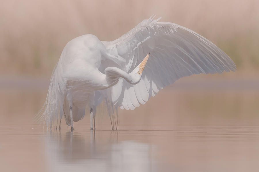 Nature Photograph - Preening by Ling Zhang