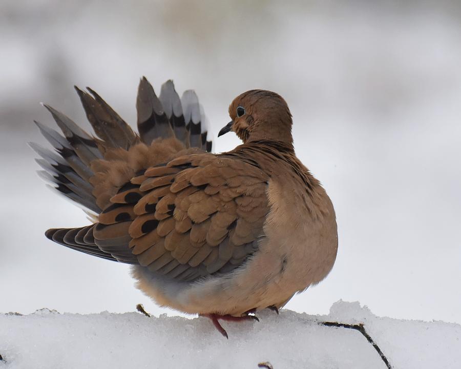 Preening Mourning Dove Photograph by Chip Gilbert