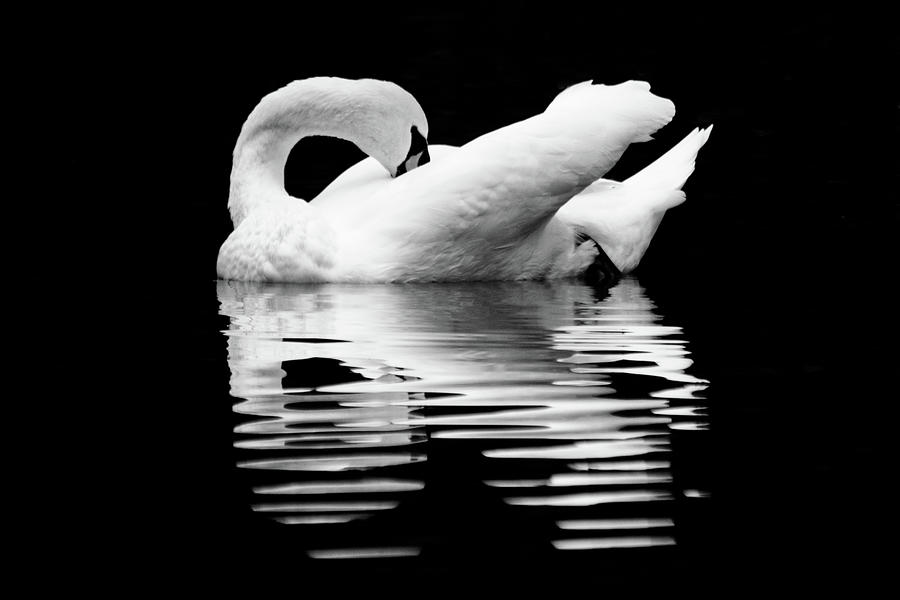 Preening Mute Swan Black and White Photograph by Mary Ann Artz