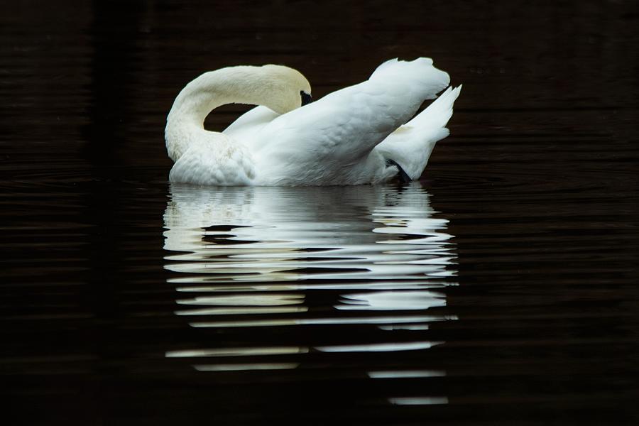 Preening Mute Swan Photograph by Mary Ann Artz