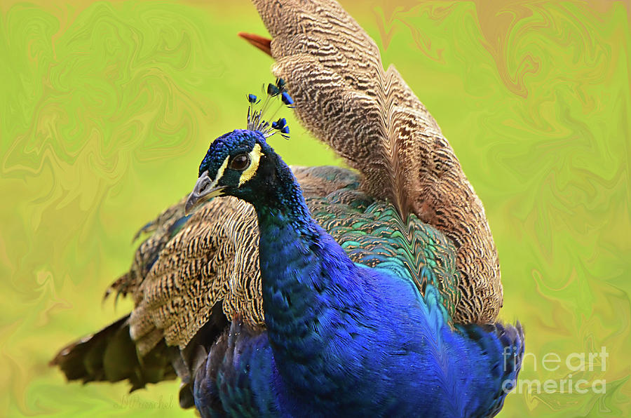 Preening Peacock Photograph by Debby Pueschel