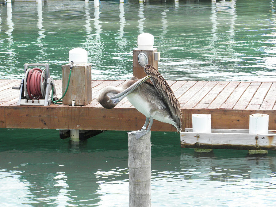 Preening Pelican by Randall Saltys Preening Pelican by Randall Saltys